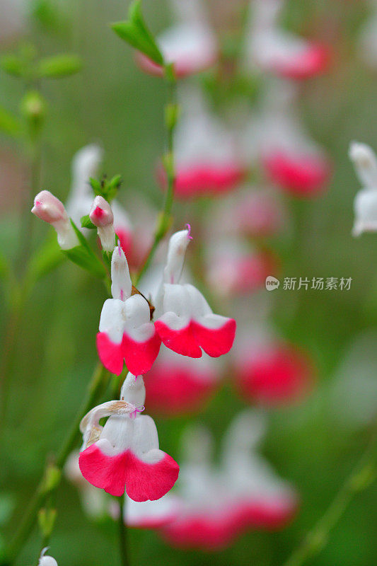 小叶鼠尾草/鼠尾草双色花，白色和红色